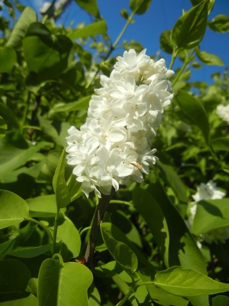 White Lilac Tree (2017, April 24) - Syringa vulgaris White