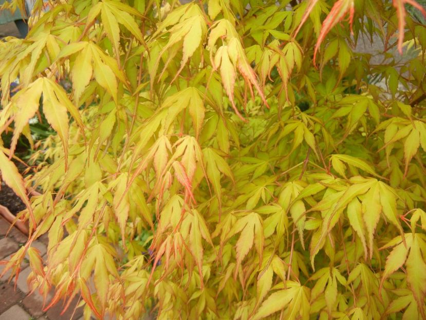 Acer palmatum Katsura (2017, April 17) - Acer palmatum Katsura