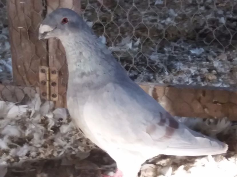 F-2016 - 5-AMERICAN SHOW RACER