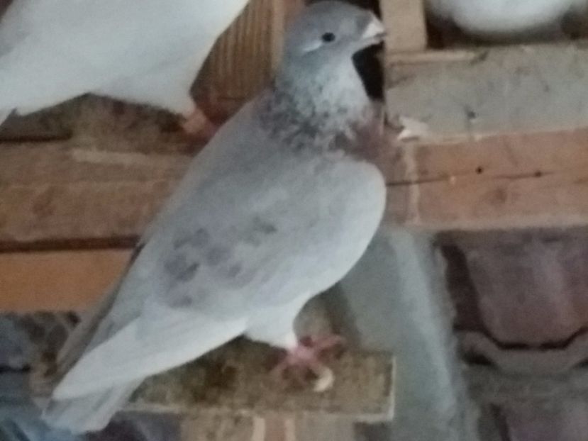 F-2016 - 5-AMERICAN SHOW RACER