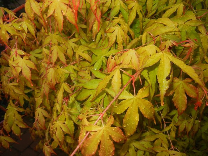 Acer palmatum Katsura (2017, April 20) - Acer palmatum Katsura