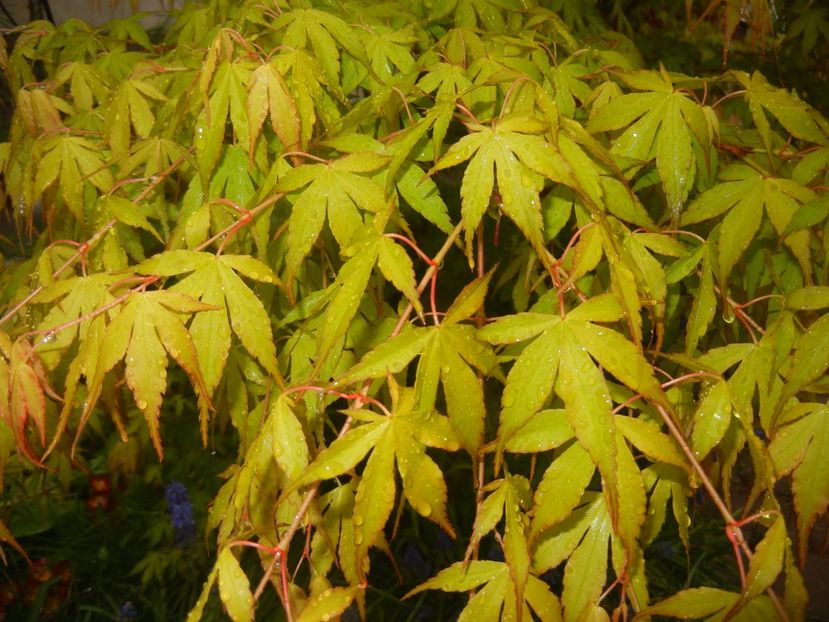 Acer palmatum Katsura (2017, April 20) - Acer palmatum Katsura