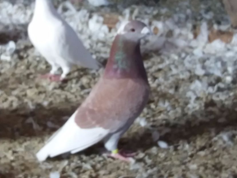 M-2017 - 5-AMERICAN SHOW RACER