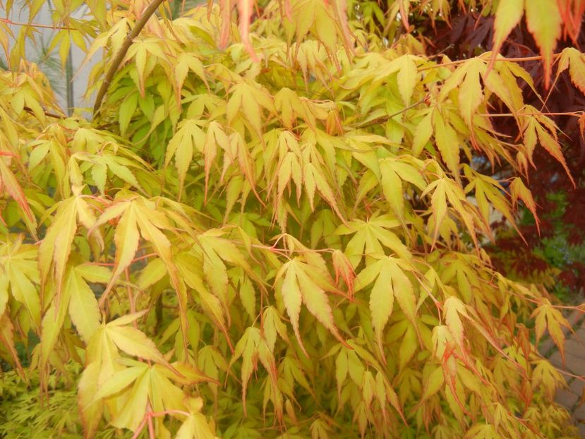 Acer palmatum Katsura (2017, April 21) - Acer palmatum Katsura