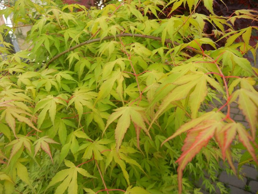 Acer palmatum Katsura (2017, April 21) - Acer palmatum Katsura