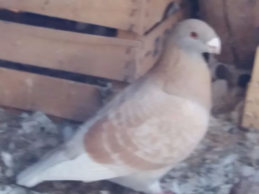 F-2015 - 5-AMERICAN SHOW RACER