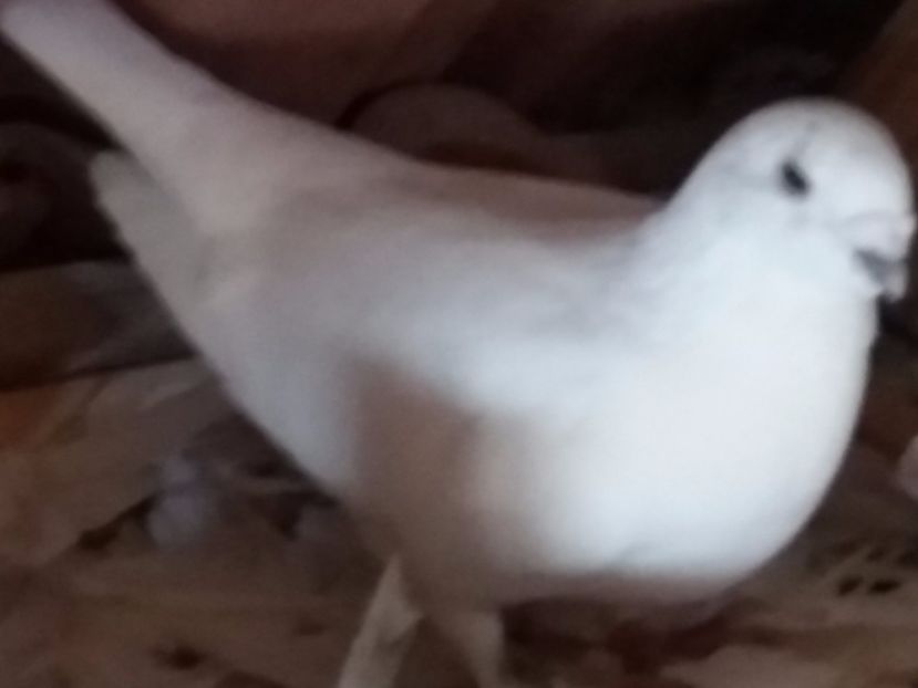 F-2016 - 5-AMERICAN SHOW RACER