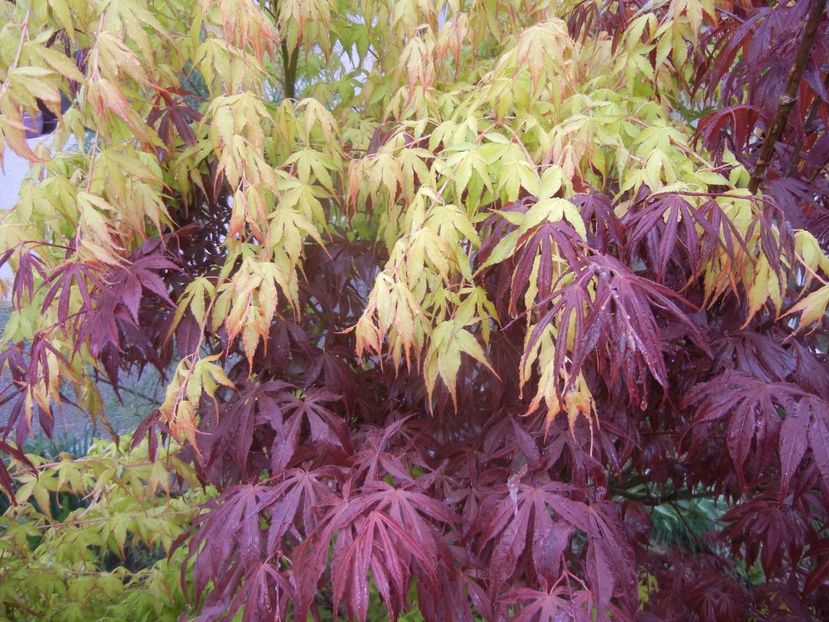 Acer Bloodgood & Katsura (2017, Apr.20) - Acer palmatum_Japanese Maples