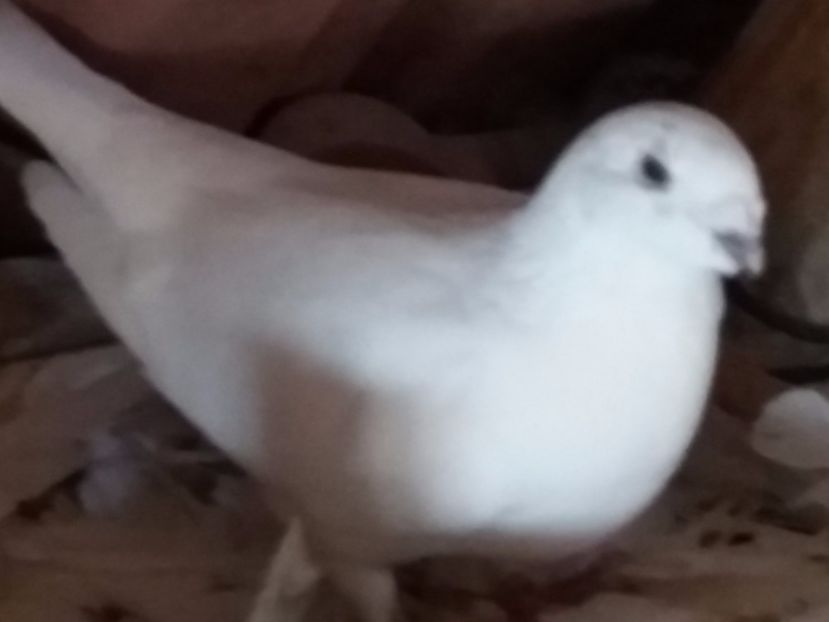 F-2016 - 5-AMERICAN SHOW RACER