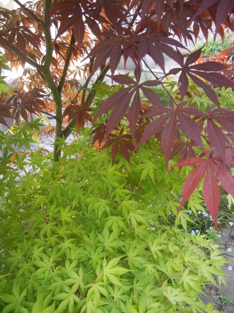 Acer Bloodgood & Katsura (2017, May02) - Acer palmatum_Japanese Maples