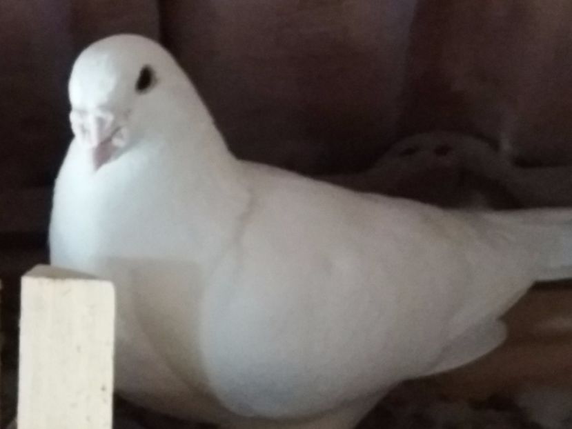 M-2016 - 5-AMERICAN SHOW RACER