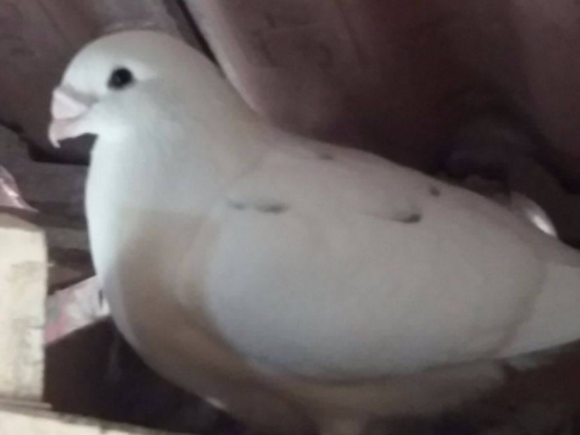 F-2017 - 5-AMERICAN SHOW RACER