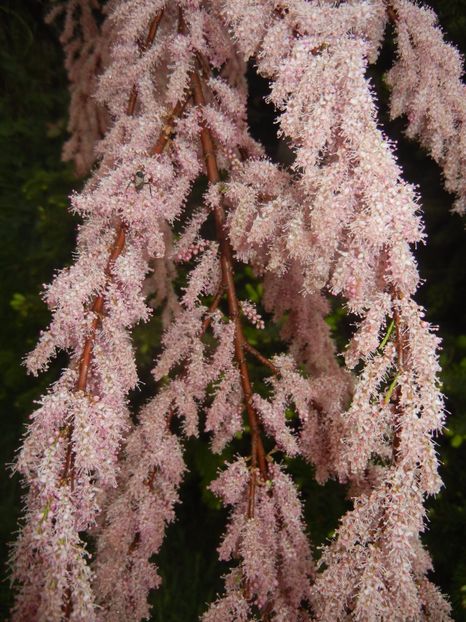 Tamarix tetranda (2017, April 30) - Tamarix tetranda