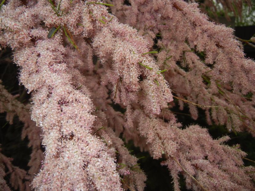 Tamarix tetranda (2017, April 30) - Tamarix tetranda