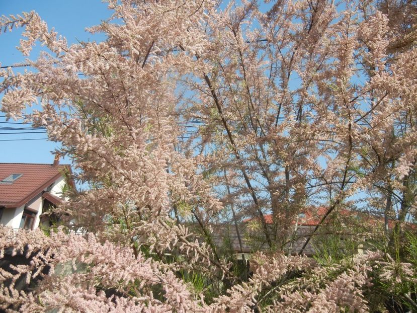 Tamarix tetranda (2017, May 03) - Tamarix tetranda