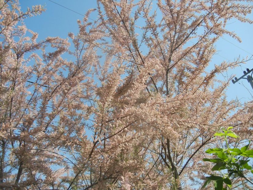 Tamarix tetranda (2017, May 03) - Tamarix tetranda