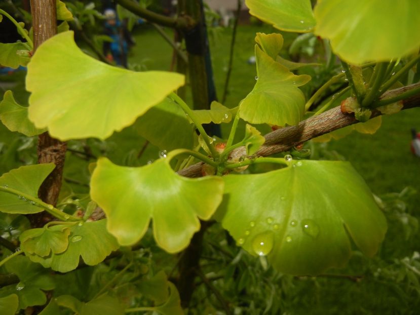 Gingko biloba (2017, April 20) - Gingko biloba