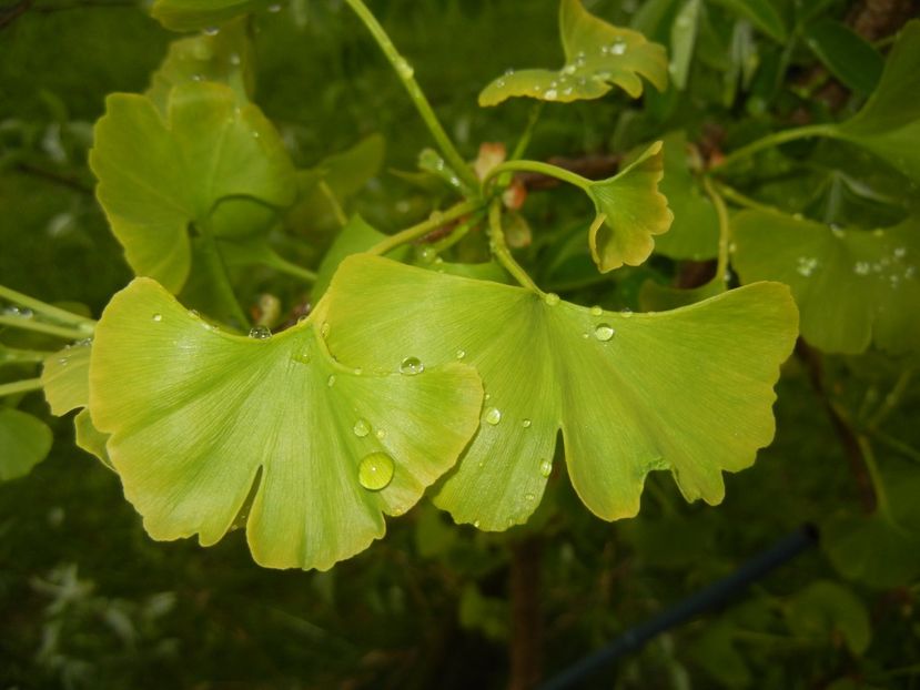 Gingko biloba (2017, April 20) - Gingko biloba