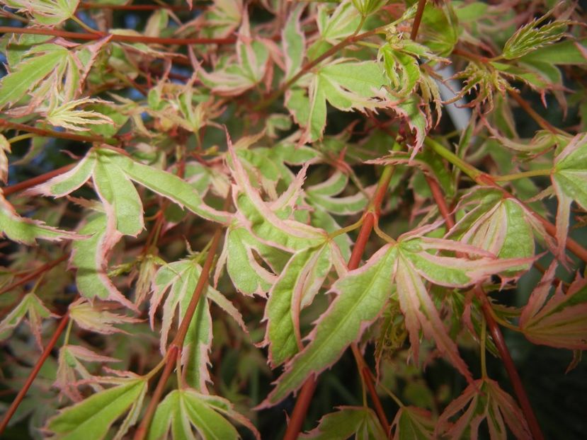 Acer palmatum Butterfly (2017, April 13) - Acer palmatum Butterfly