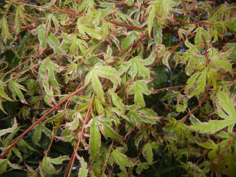 Acer palmatum Butterfly (2017, April 20) - Acer palmatum Butterfly