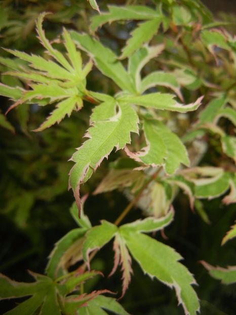 Acer palmatum Butterfly (2017, April 29) - Acer palmatum Butterfly