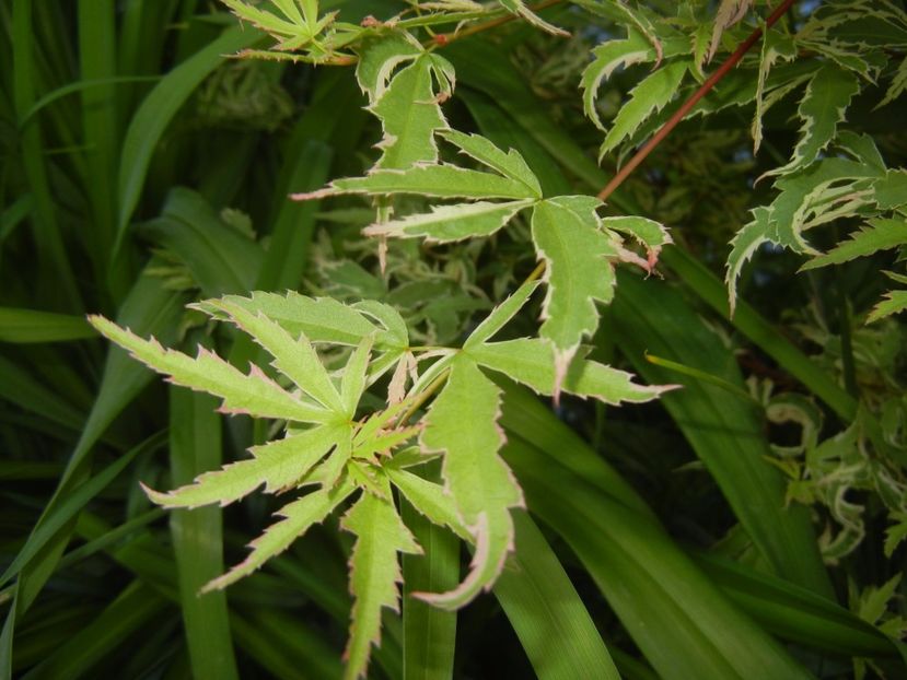 Acer palmatum Butterfly (2017, May 04) - Acer palmatum Butterfly