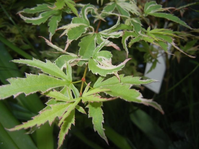 Acer palmatum Butterfly (2017, May 04) - Acer palmatum Butterfly