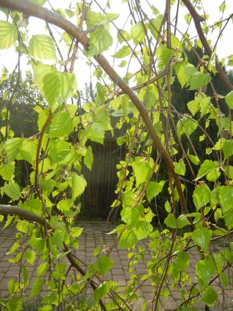 Betula pendula Youngii (2017, Apr.05) - Betula pendula Youngii