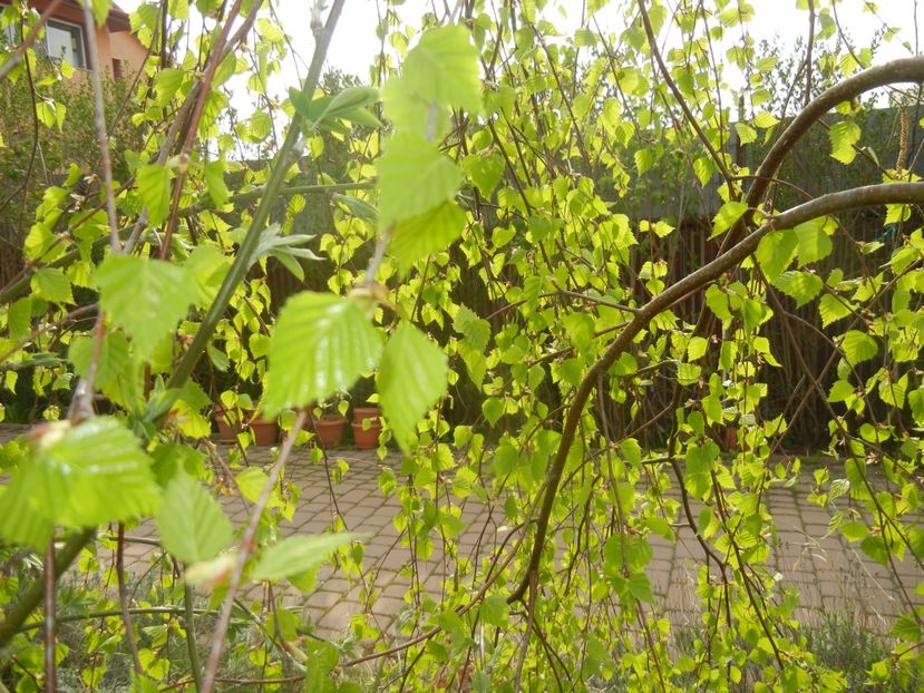 Betula pendula Youngii (2017, Apr.05) - Betula pendula Youngii