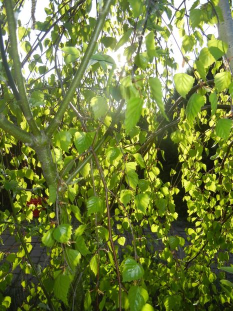 Betula pendula Youngii (2017, Apr.10) - Betula pendula Youngii