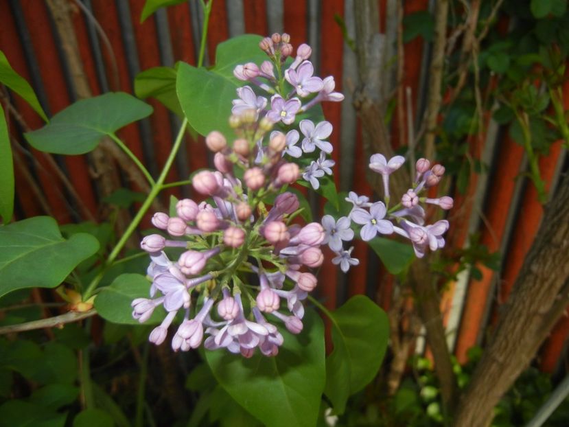 Syringa vulgaris_Lilac (2017, April 15) - Syringa vulgaris Lilac