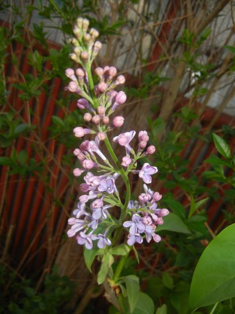 Syringa vulgaris_Lilac (2017, April 15) - Syringa vulgaris Lilac