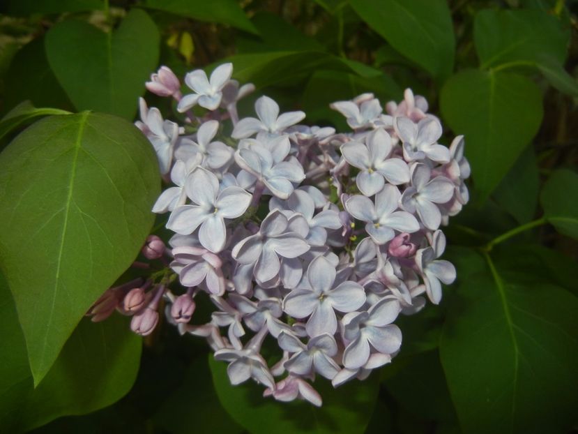 Syringa vulgaris_Lilac (2017, April 15) - Syringa vulgaris Lilac