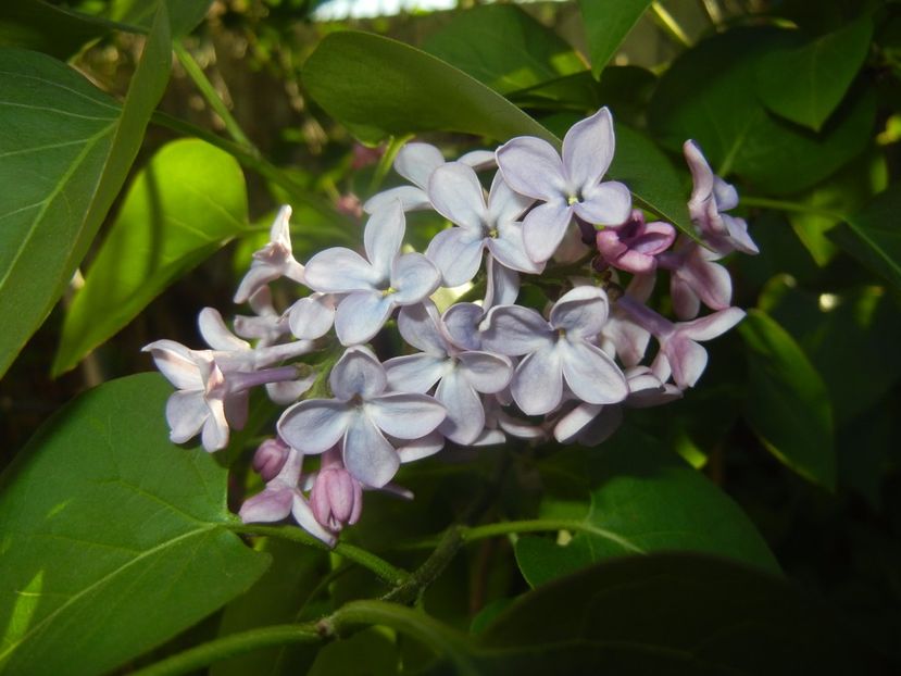 Syringa vulgaris_Lilac (2017, April 15) - Syringa vulgaris Lilac