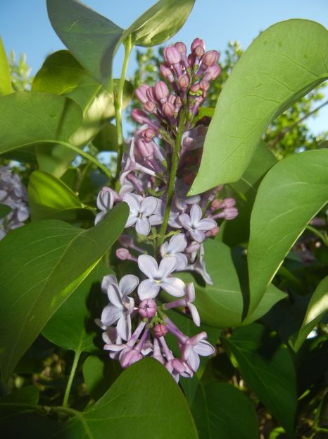 Syringa vulgaris_Lilac (2017, April 15) - Syringa vulgaris Lilac