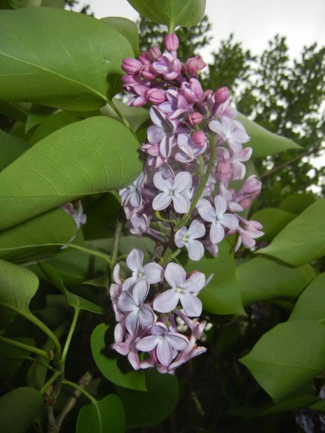 Syringa vulgaris_Lilac (2017, April 17) - Syringa vulgaris Lilac