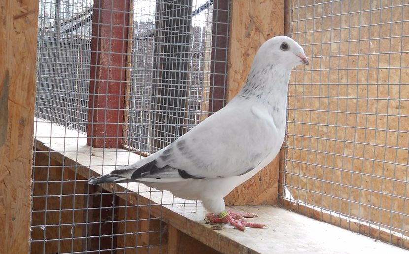 13 - Pui voiajor standard 2017