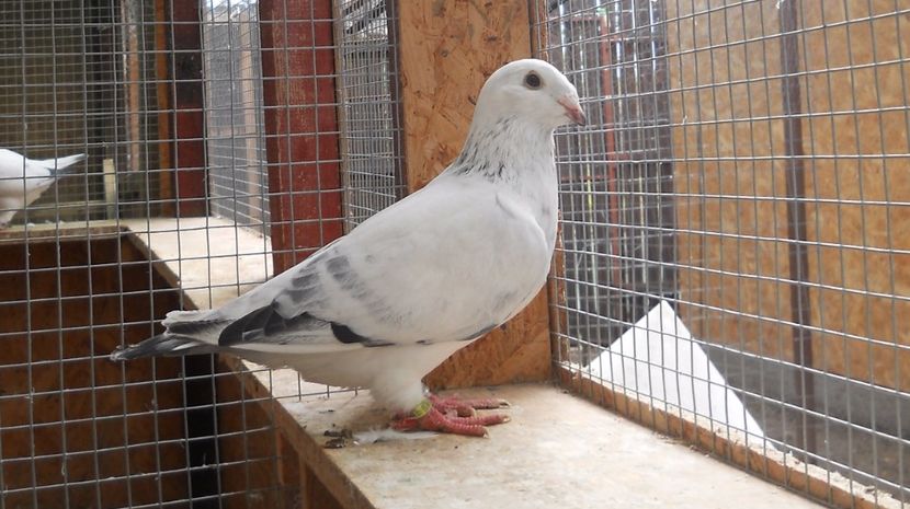 14 - Pui voiajor standard 2017