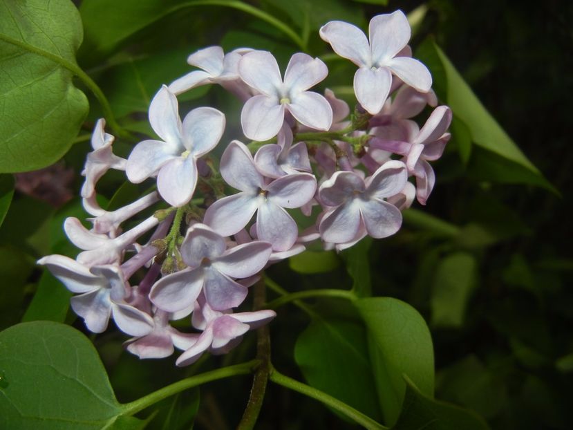 Syringa vulgaris_Lilac (2017, April 17) - Syringa vulgaris Lilac