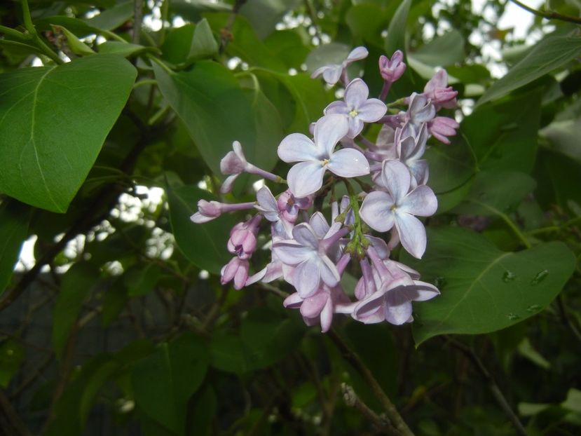 Syringa vulgaris_Lilac (2017, April 17) - Syringa vulgaris Lilac