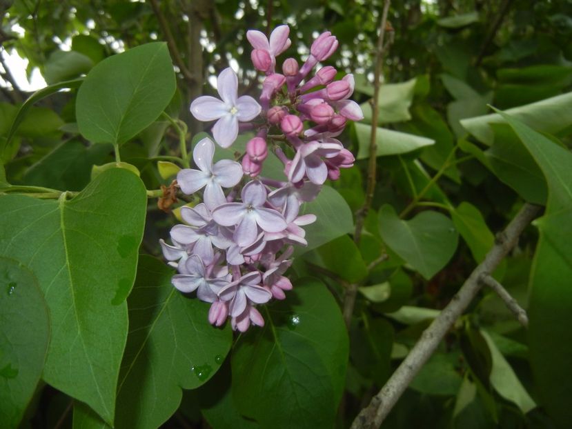 Syringa vulgaris_Lilac (2017, April 17) - Syringa vulgaris Lilac