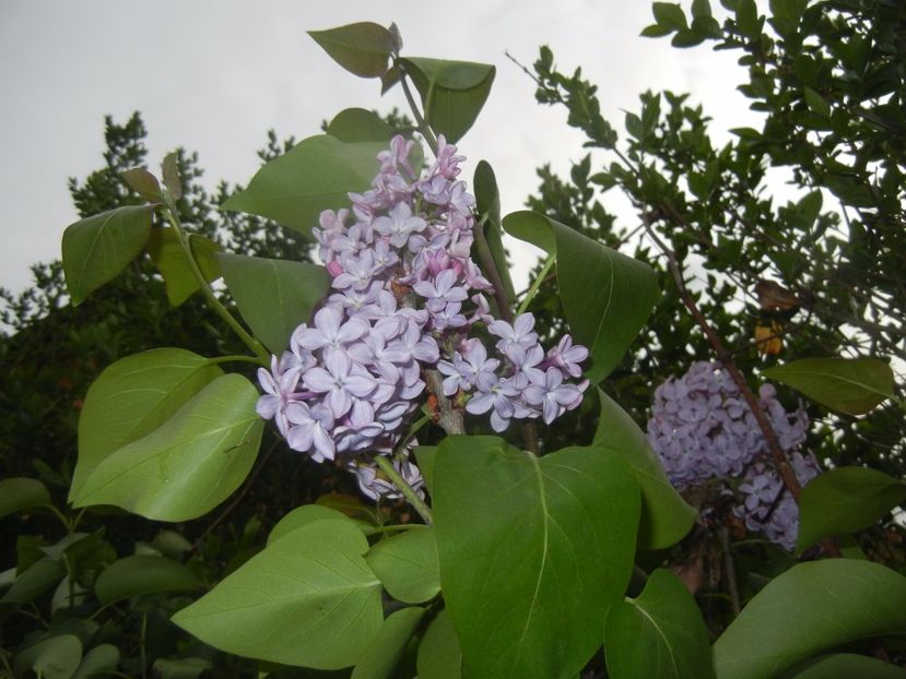 Syringa vulgaris_Lilac (2017, April 17) - Syringa vulgaris Lilac