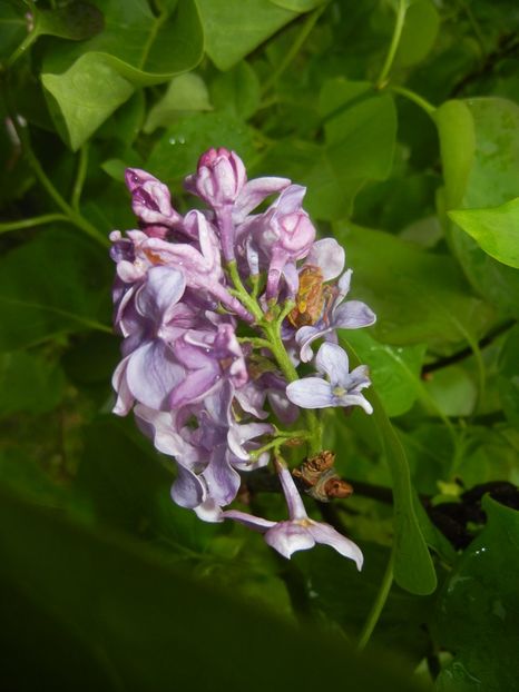 Syringa vulgaris_Lilac (2017, April 20) - Syringa vulgaris Lilac