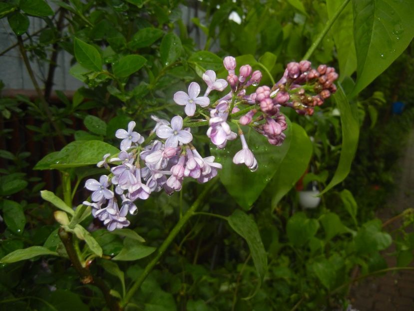 Syringa vulgaris_Lilac (2017, April 20) - Syringa vulgaris Lilac