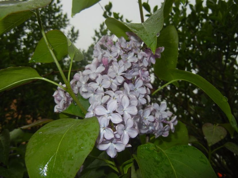 Syringa vulgaris_Lilac (2017, April 20) - Syringa vulgaris Lilac
