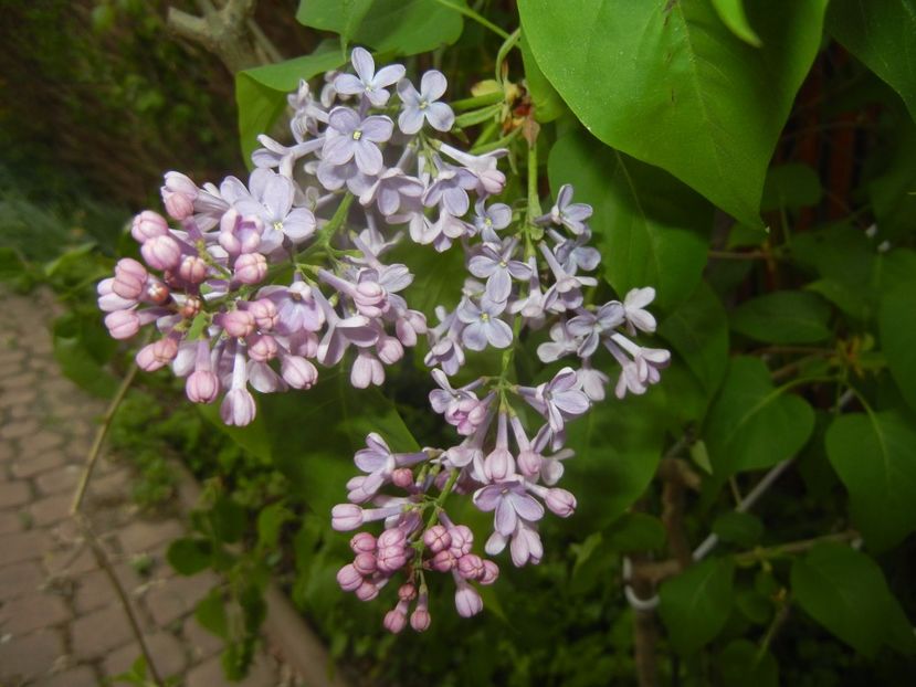 Syringa vulgaris_Lilac (2017, April 21) - Syringa vulgaris Lilac