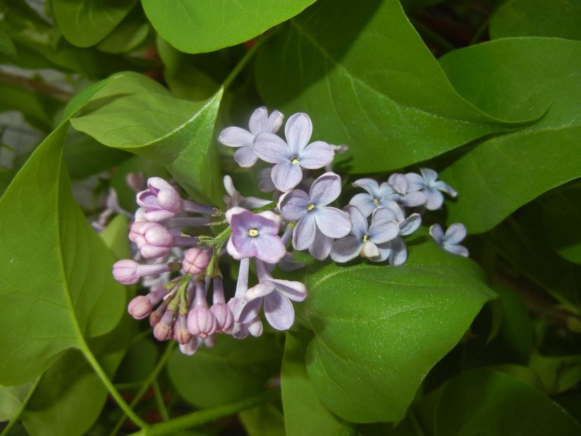 Syringa vulgaris_Lilac (2017, April 21) - Syringa vulgaris Lilac