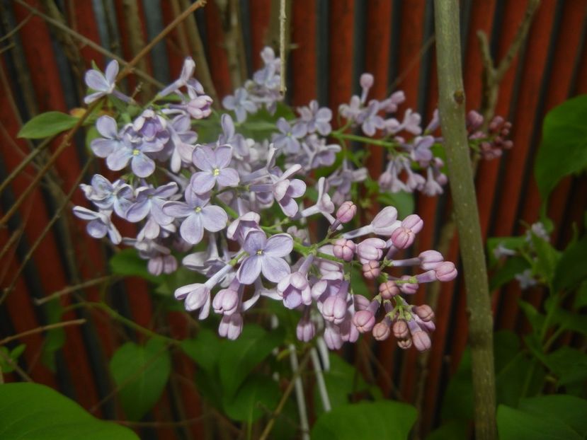 Syringa vulgaris_Lilac (2017, April 21) - Syringa vulgaris Lilac