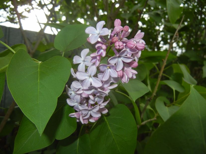 Syringa vulgaris_Lilac (2017, April 21) - Syringa vulgaris Lilac