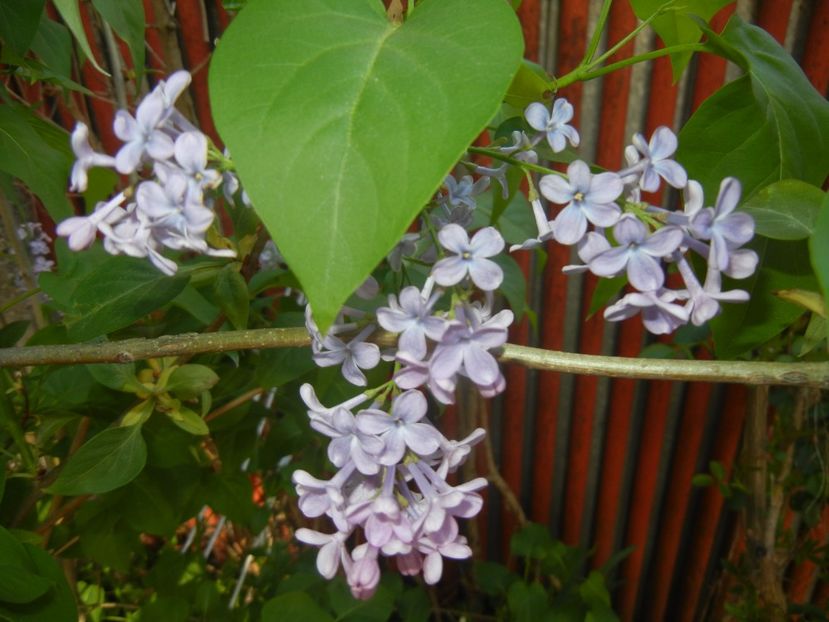 Syringa vulgaris_Lilac (2017, April 24) - Syringa vulgaris Lilac